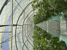 Thrips sur culture d'aubergines sous abri